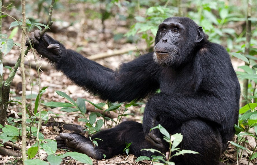 Forest Walks In Kibale Forest National Park