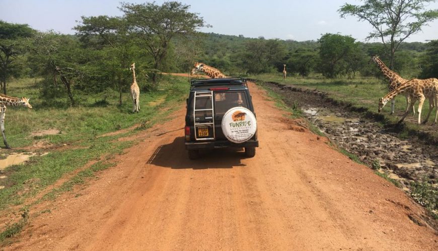 Game Drive Safaris In Queen Elizabeth National Park