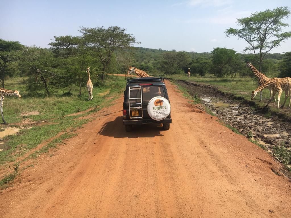 Game Drive Safaris In Queen Elizabeth National Park