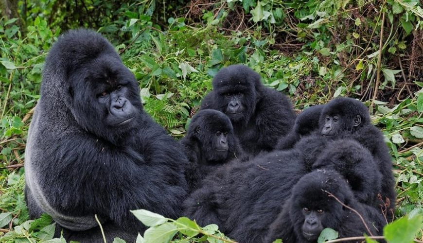 Gorilla Families In Uganda