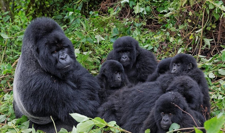 Gorilla Families In Uganda