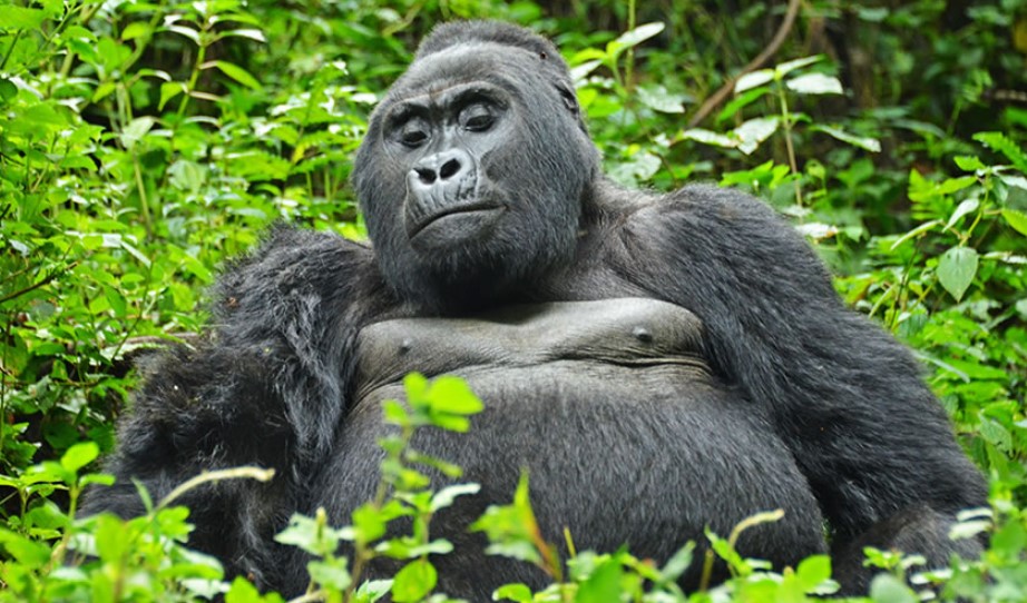 What To Pack For A Gorilla Holiday In Uganda