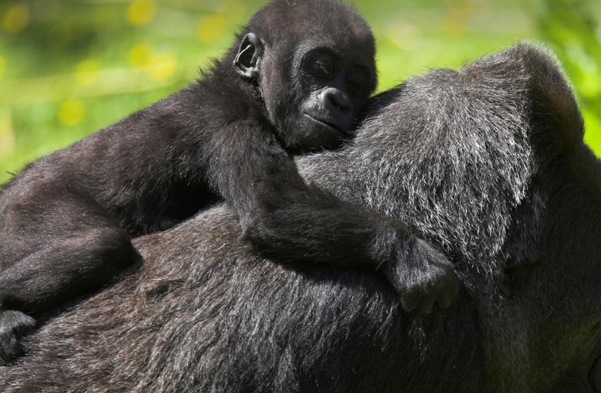 Age Limit For Gorilla Trekking Safaris In Uganda