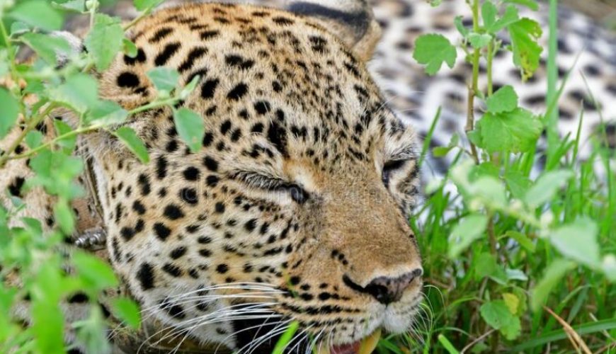 Kasenyi Plains Of Queen Elizabeth National Park