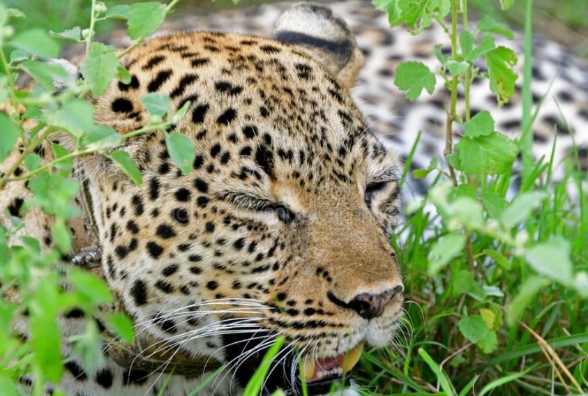 Kasenyi Plains Of Queen Elizabeth National Park