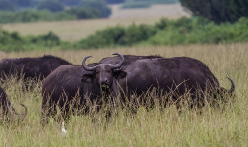 Kasenyi Plains Of Queen Elizabeth National Park