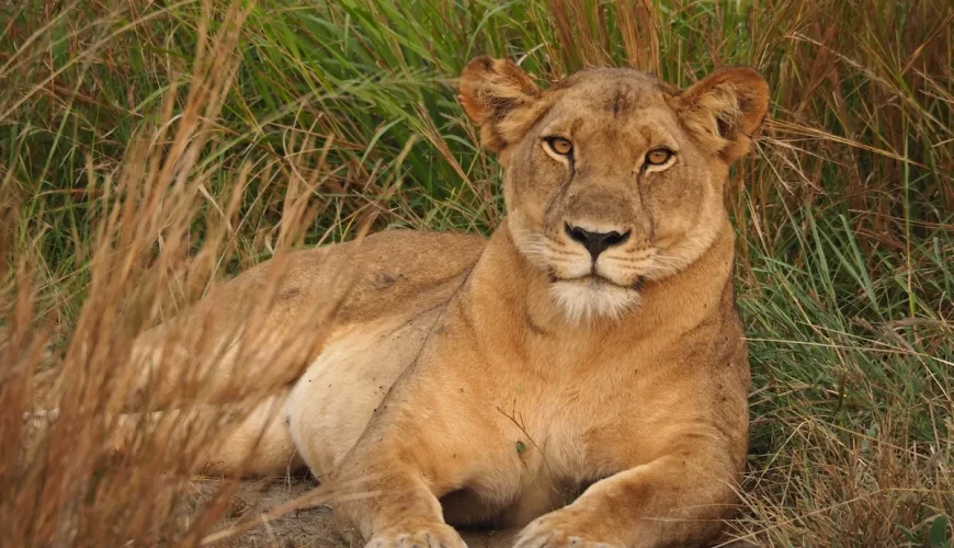 Lion Tracking Experience In Queen Elizabeth National Park