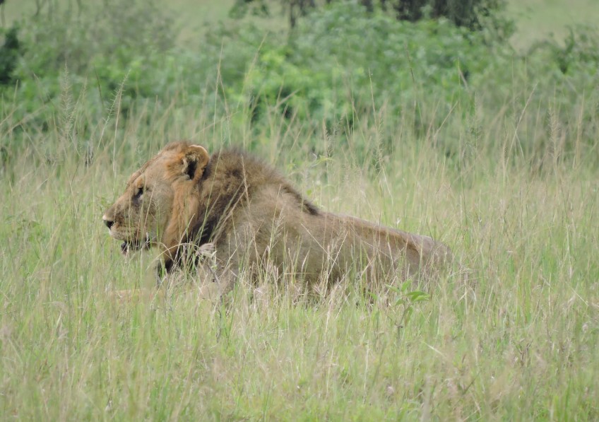 Lion Tracking Experience In Queen Elizabeth National Park
