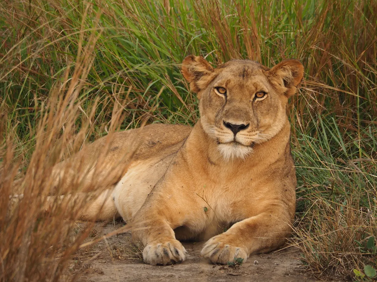 Lion Tracking Experience In Queen Elizabeth National Park