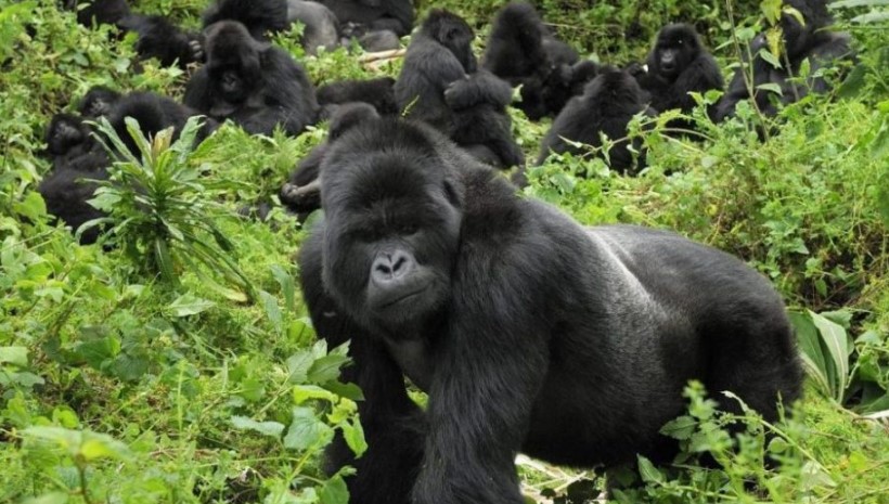 Gorilla Families In Uganda