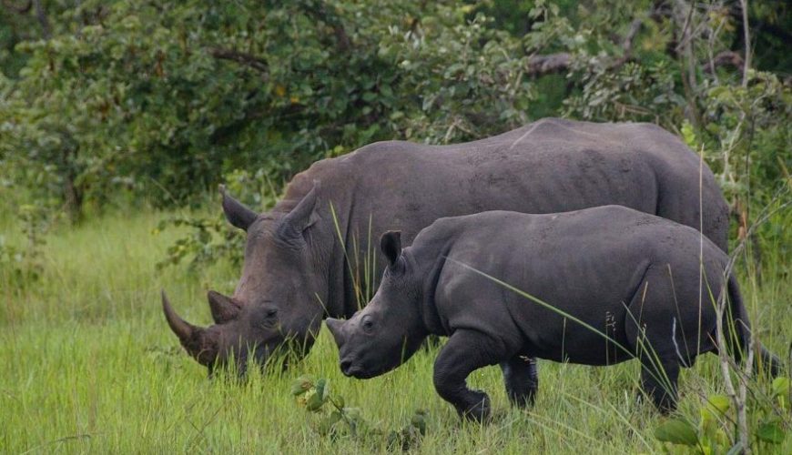 Rhino Tracking At Ziwa Rhino Sanctuary