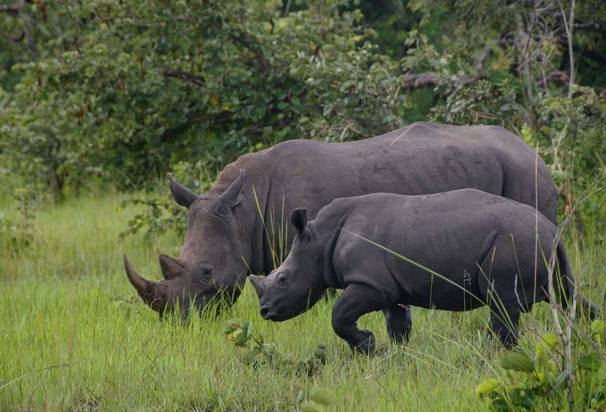 Rhino Tracking At Ziwa Rhino Sanctuary