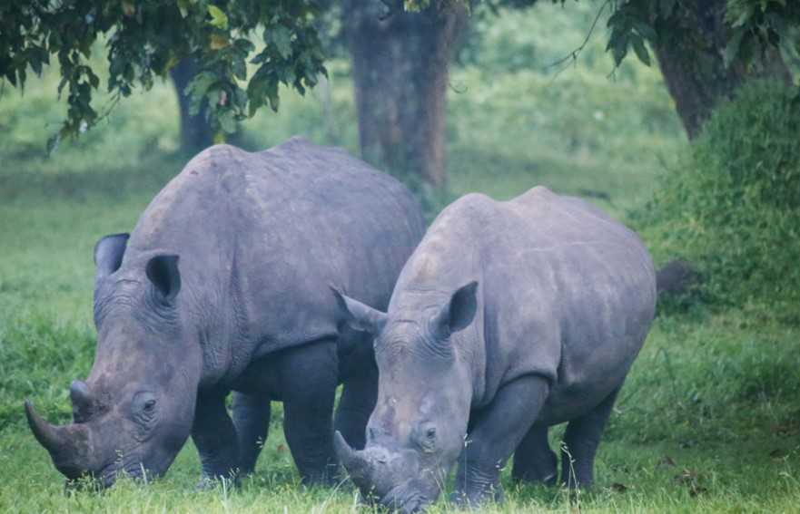 Rhino Tracking At Ziwa Rhino Sanctuary