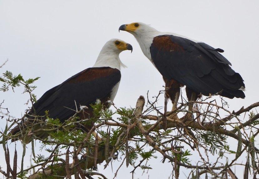 Uganda Birding Safaris