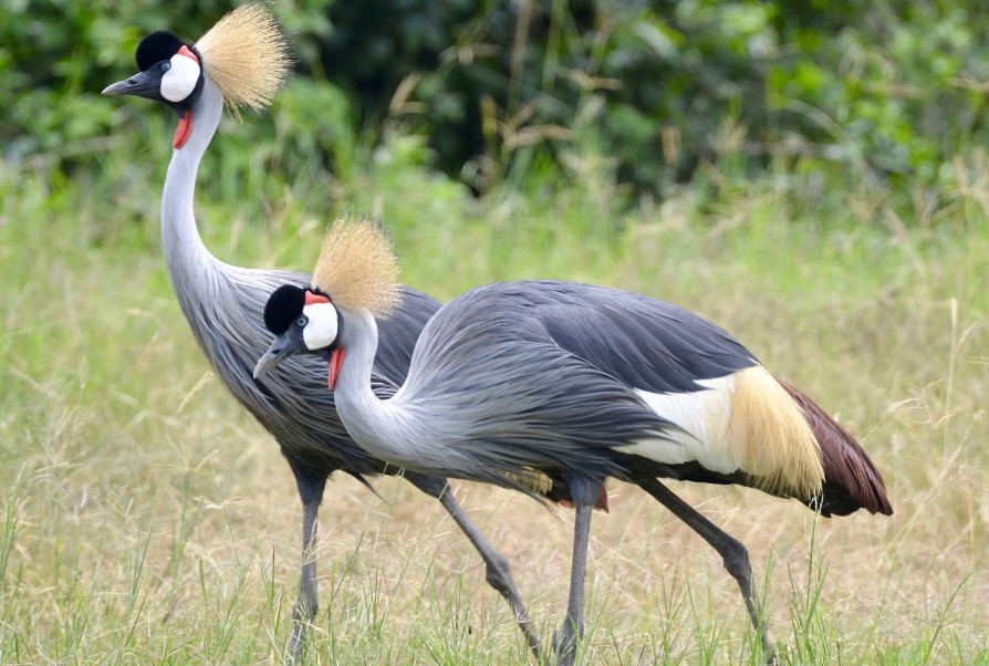 Gorilla Tours | Birding In Uganda | Gorilla trekking | Uganda Safaris