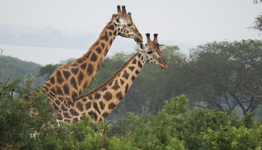 Uganda Budget Safari Holidays