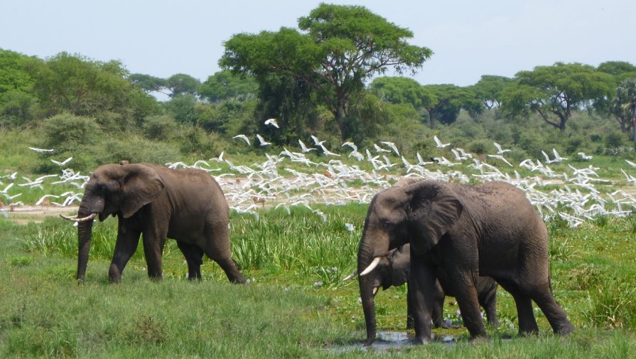 Uganda Budget Safari Holidays