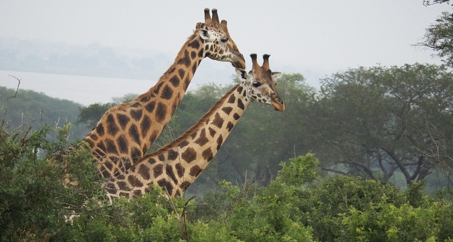 Uganda Budget Safari Holidays