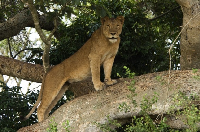 Uganda Wildlife Education Center