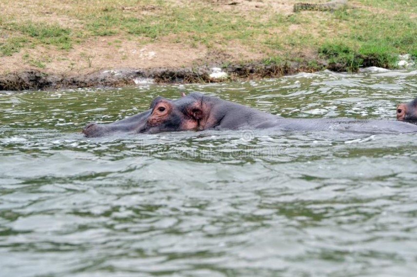 Uganda Wildlife Safaris