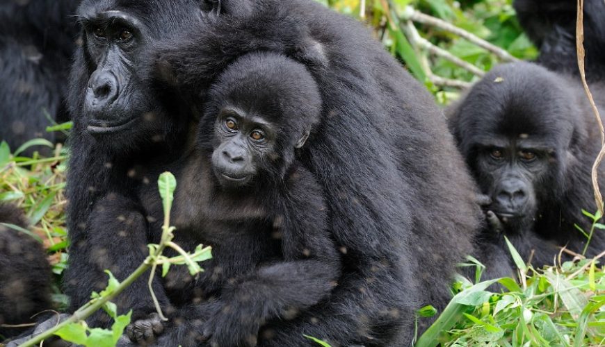 Walking With The Great Apes In Uganda