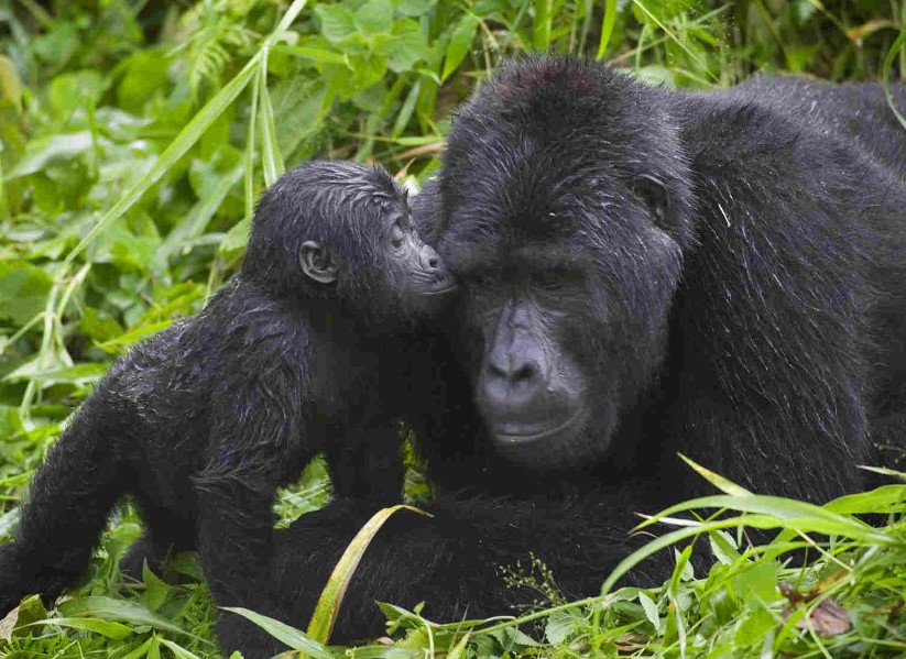 Walking With The Great Apes In Uganda 