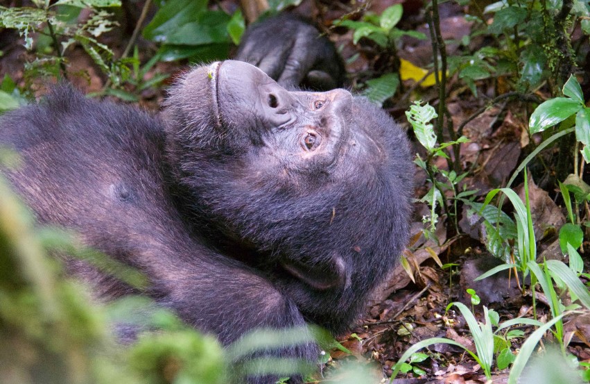 Walking With The Great Apes In Uganda 