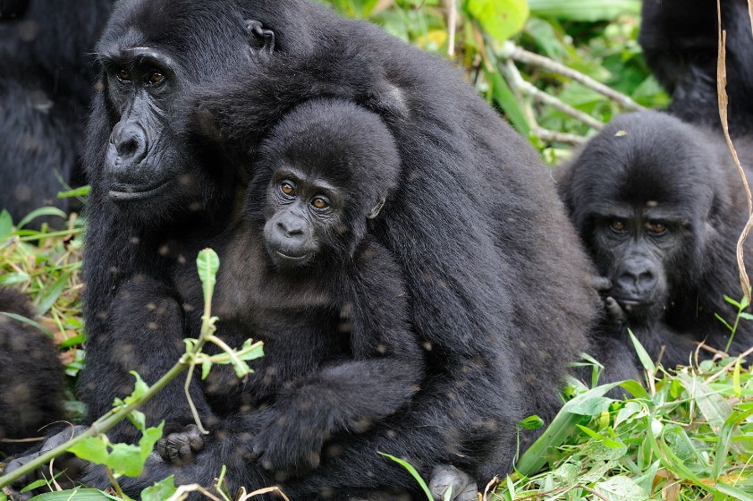 Walking With The Great Apes In Uganda