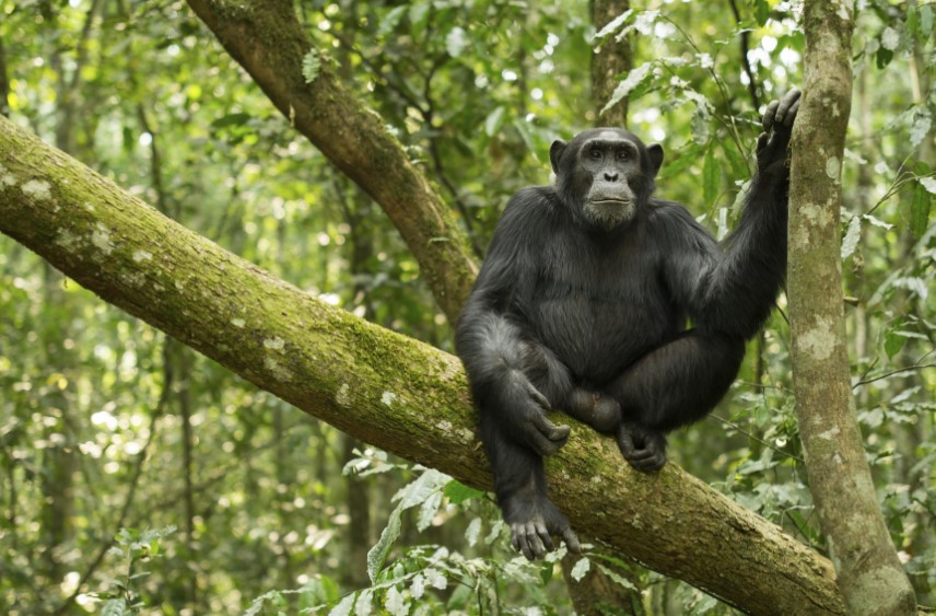  Forest Walks In Kibale Forest National Park