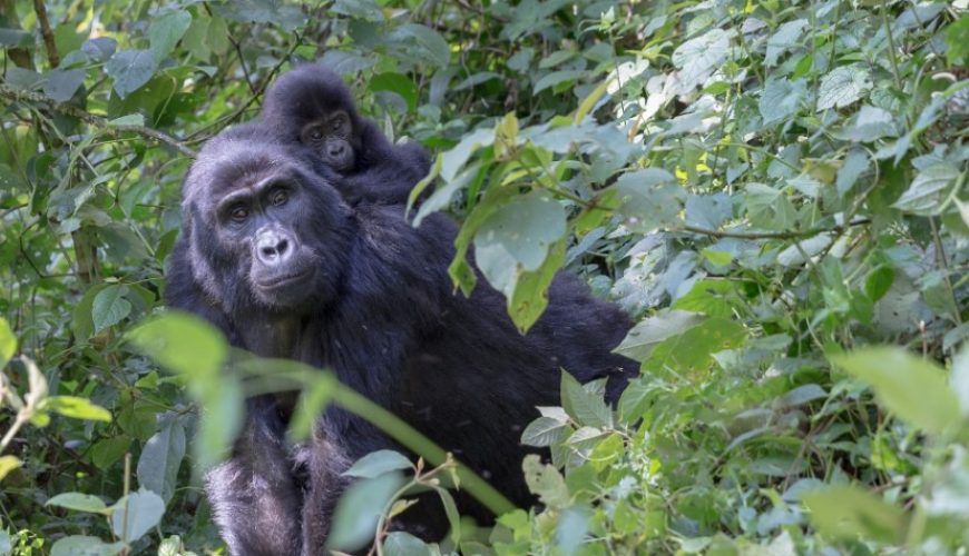 What To Pack For A Gorilla Holiday In Uganda