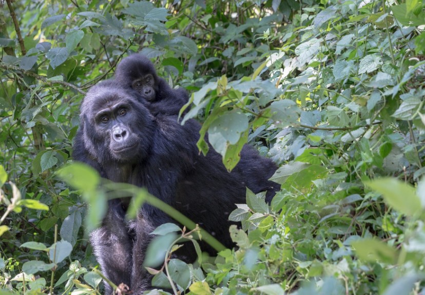 What To Pack For A Gorilla Holiday In Uganda