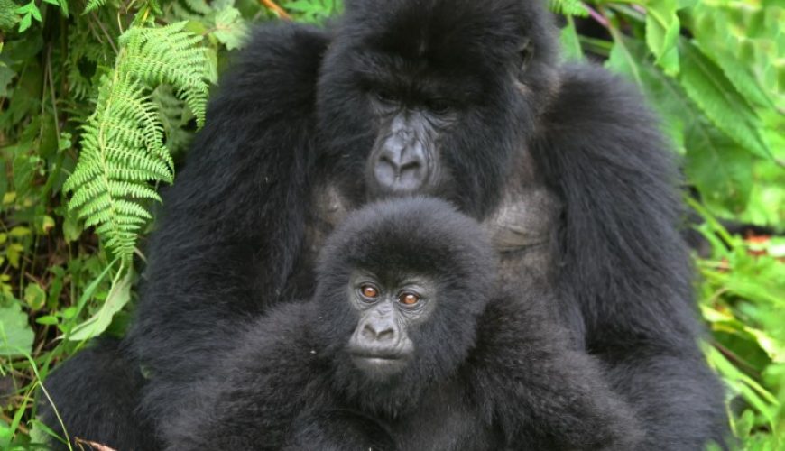 Booking Uganda Gorilla Trekking Holiday