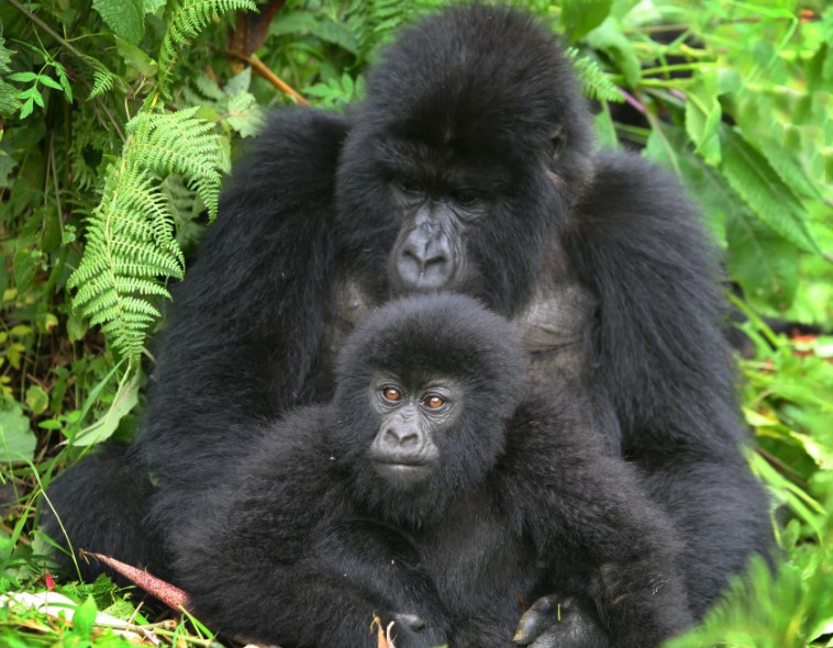 Booking Uganda Gorilla Trekking Holiday