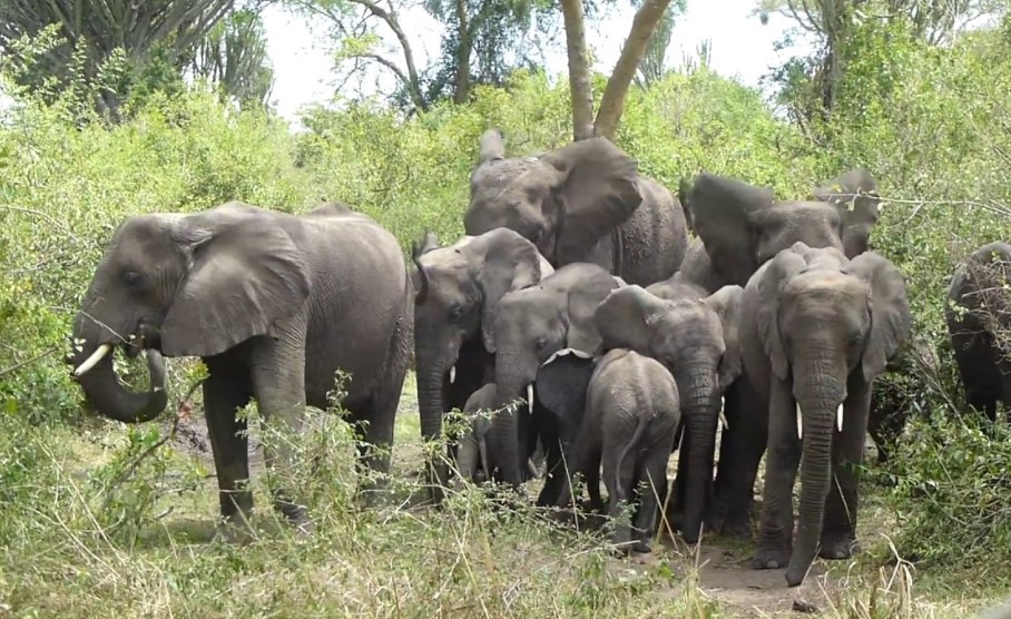 Game Drive Safaris In Queen Elizabeth National Park