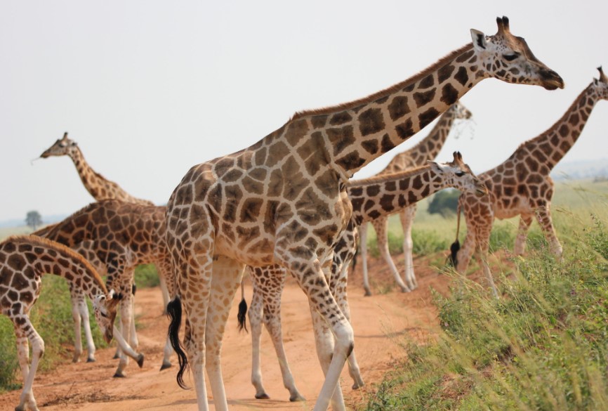 Uganda Wildlife Safaris