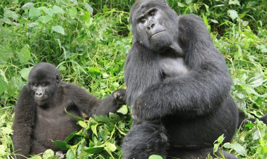 Wildlife And Gorilla Trekking Safaris For Solo Travelers