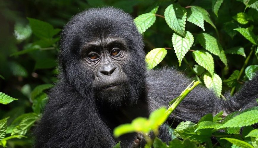 Wildlife And Gorilla Trekking Safaris For Solo Travelers