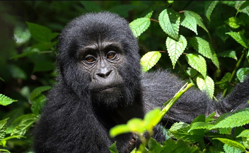 Wildlife And Gorilla Trekking Safaris For Solo Travelers