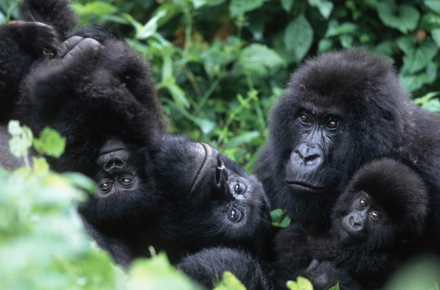 Chances Of Seeing Mountain Gorillas In Uganda