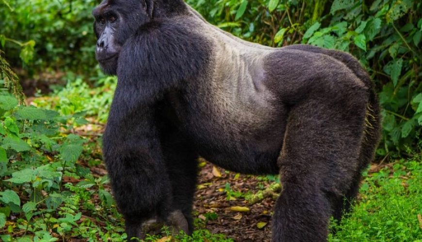 Gorilla Tours | Birding In Uganda | Gorilla trekking | Uganda Safaris