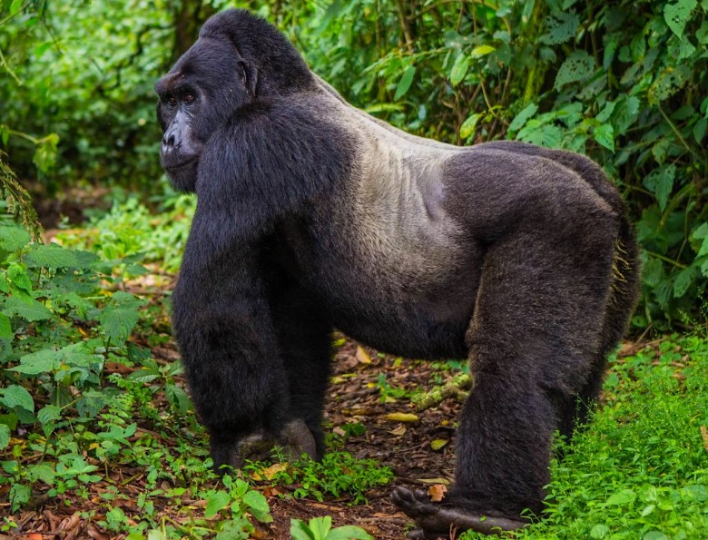 Gorilla Tours | Birding In Uganda | Gorilla trekking | Uganda Safaris