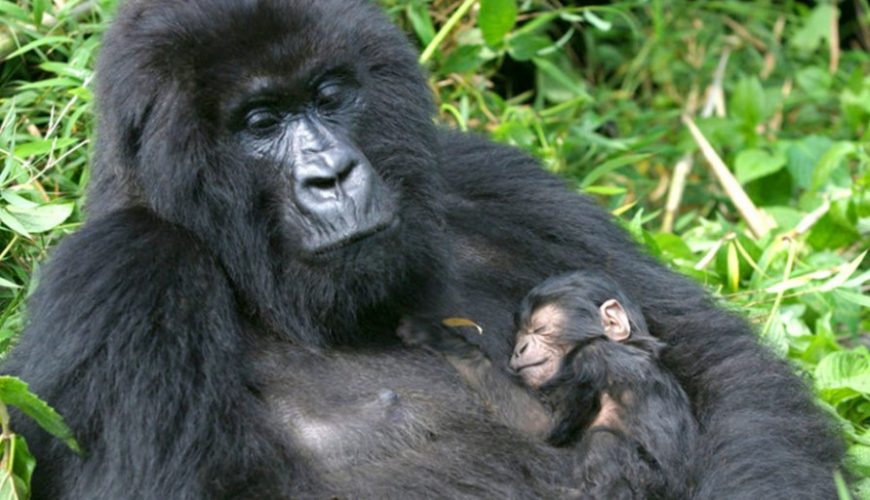 Chances Of Seeing Mountain Gorillas In Uganda