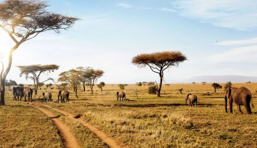 What To Expect On An African Safari