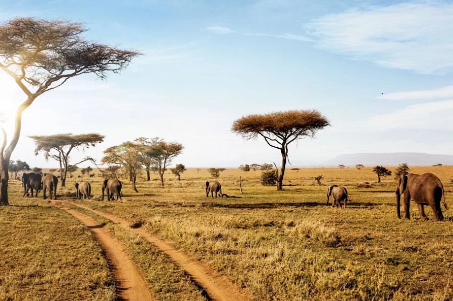 What To Expect On An African Safari