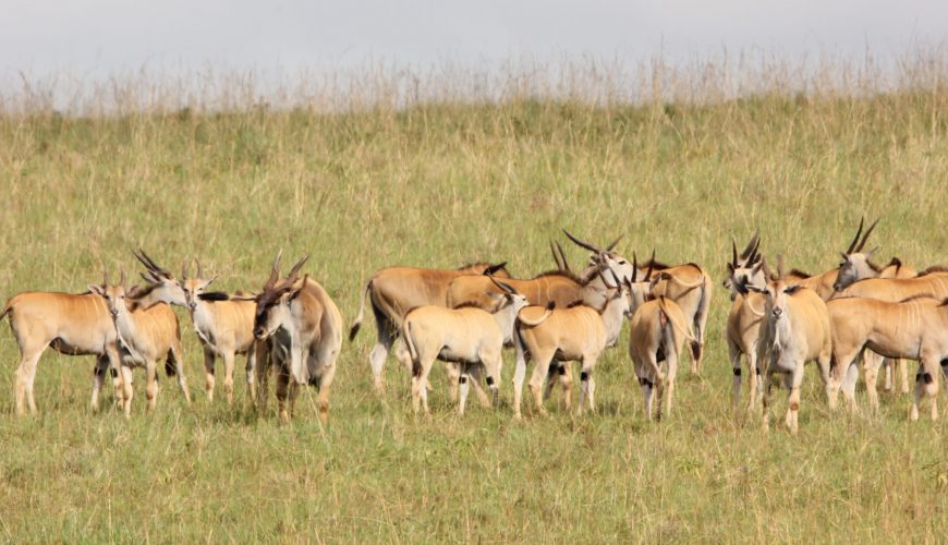 Antelopes in Uganda: Diverse and Majestic Wildlife Heritage