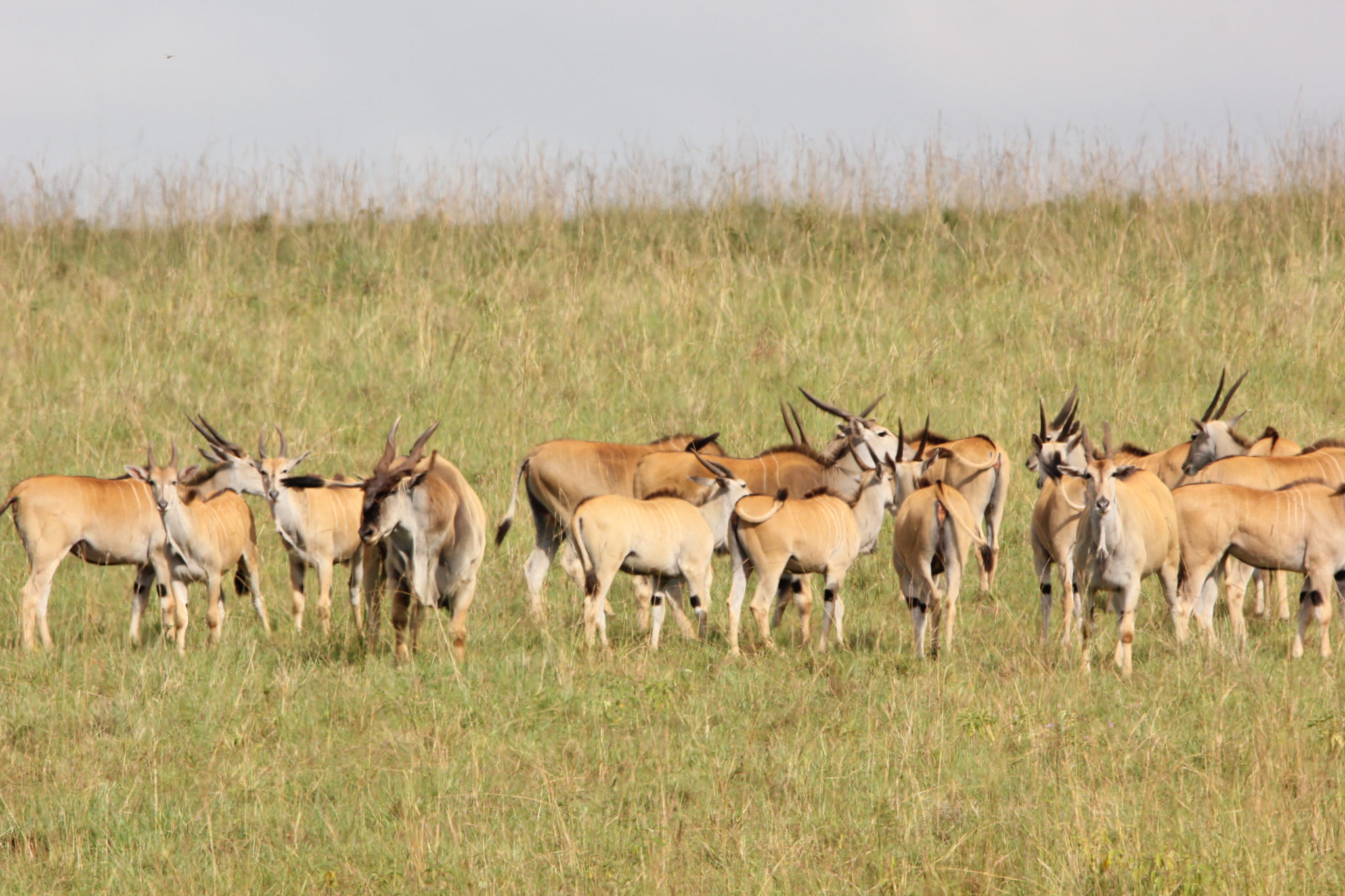 Antelopes in Uganda: Diverse and Majestic Wildlife Heritage