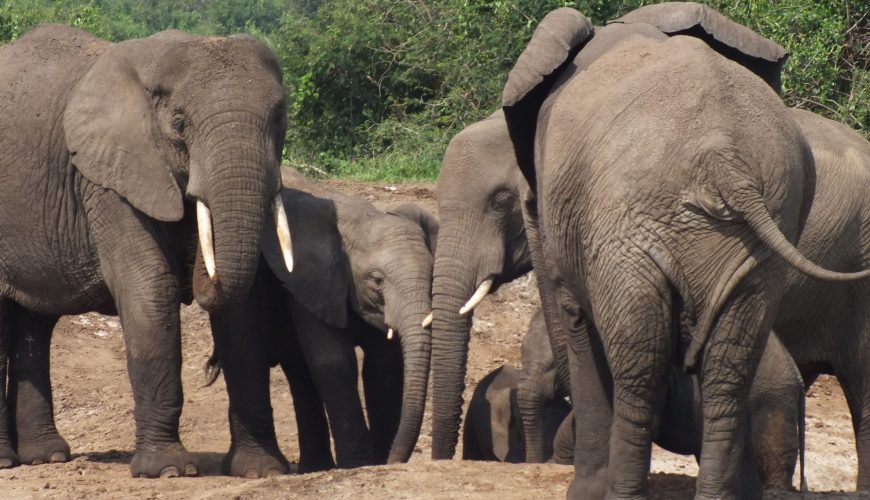 The Magnificent Elephants of Uganda: Guardians of the Savanna