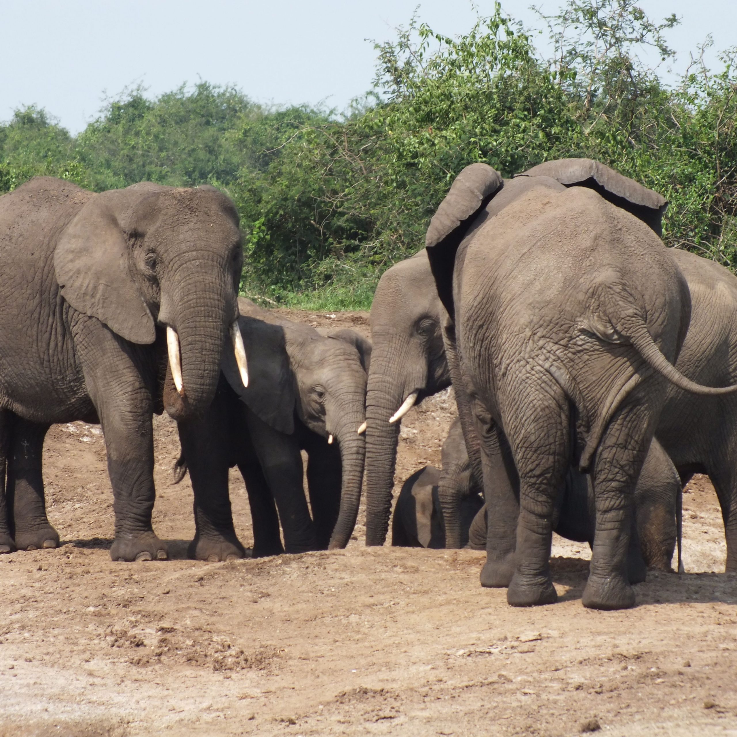 The Magnificent Elephants of Uganda: Guardians of the Savanna