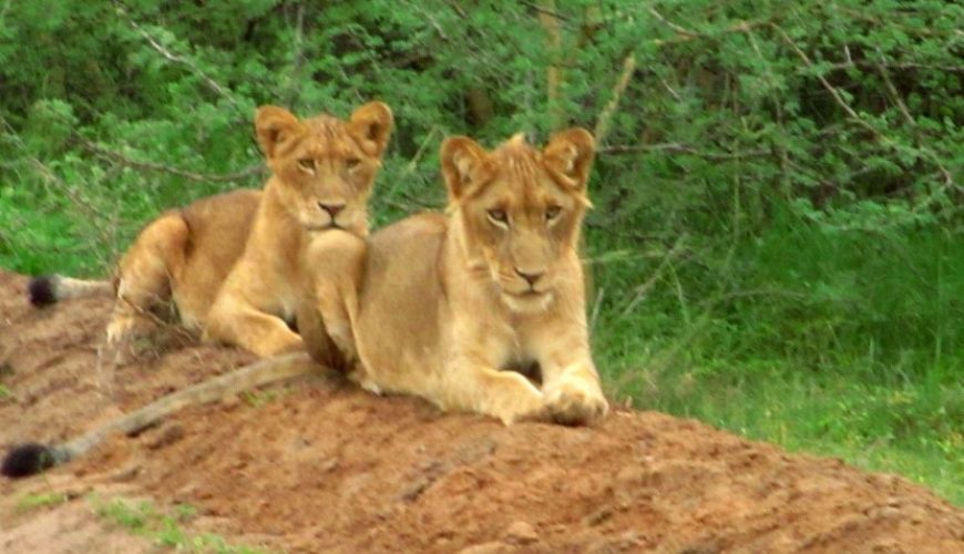 The Magnificent Lions of Uganda: Guardians of the African Savanna