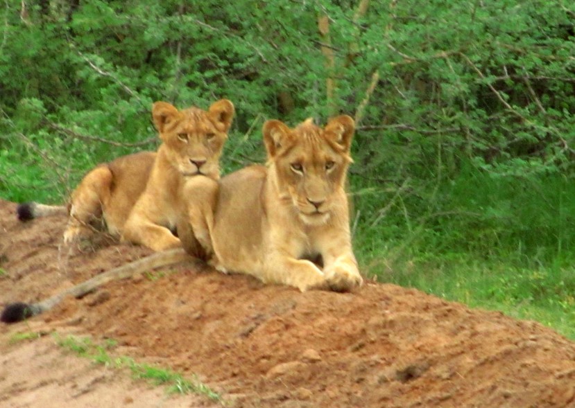 The Magnificent Lions of Uganda: Guardians of the African Savanna